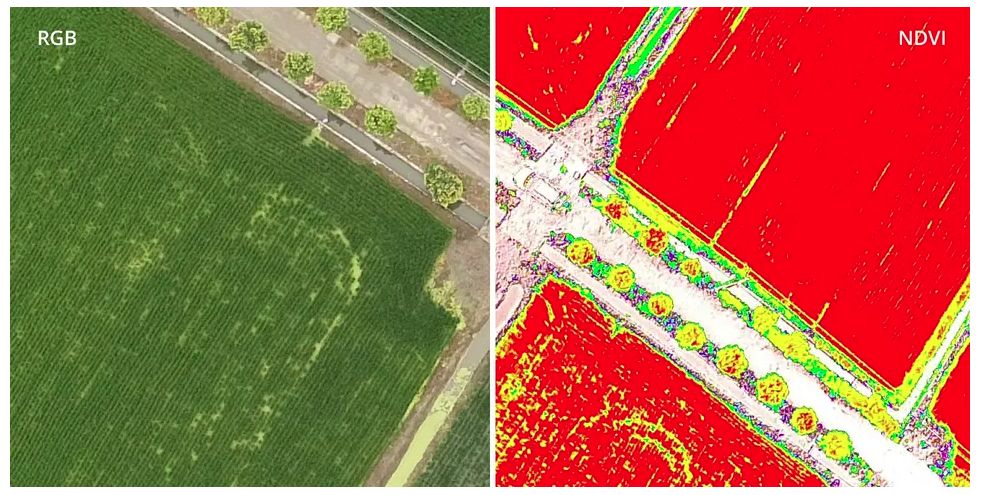 DJI P4 MULTIESPECTRAL
