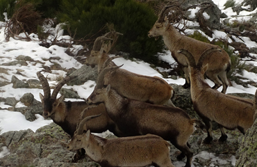 Censo y Seguimiento de Fauna con Drones